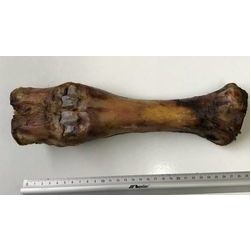 Liellopu kauls, gab.